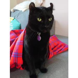Image of Olive-Willlow, Lost Cat