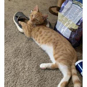 Lost Cat Joel