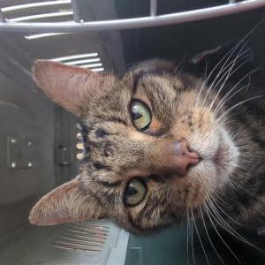 Found Cat Unknown