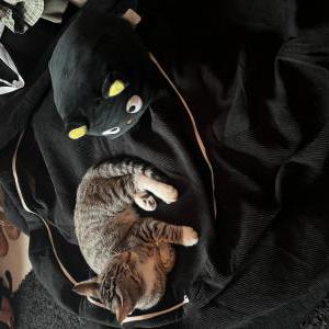 Lost Cat Milo