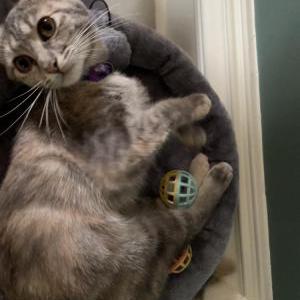 Lost Cat Gladys