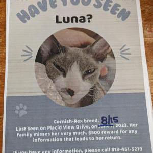 Lost Cat Luna