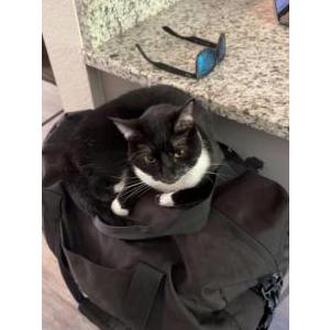 Lost Cat Ashes