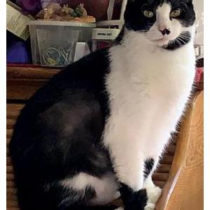 Lost Cat Bennie