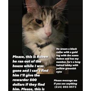 Lost Cat Ruben