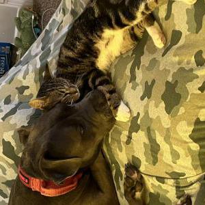Lost Cat Sixie