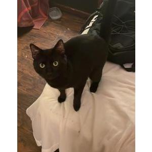 Lost Cat Binks