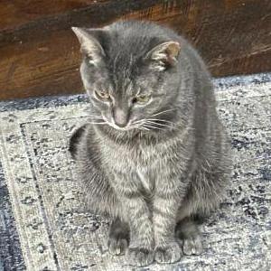 Lost Cat Grey