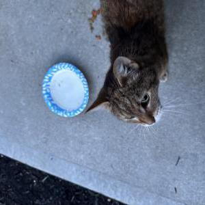 Found Cat Unknown