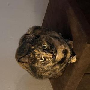 Image of Jolene, Lost Cat