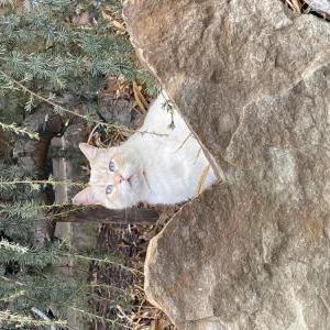 Lost Cat Angel