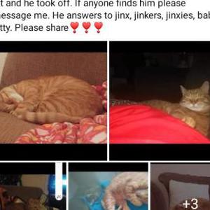 Image of Jinx Ringtail, Lost Cat