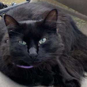 Lost Cat Henry