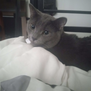 Lost Cat smokey