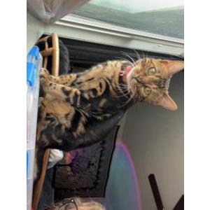 Lost Cat Suki