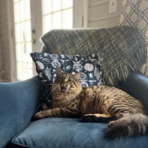 Lost Cat Milo