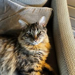 2nd Image of Milo, Lost Cat