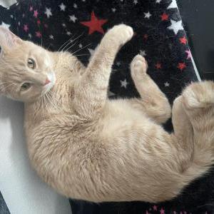 Lost Cat Neo
