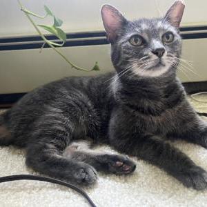 Lost Cat Grey
