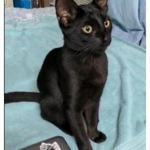Image of unknown, Found Cat