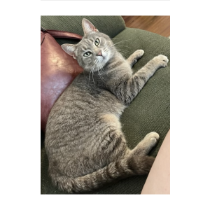 Image of Lana (Lonna), Lost Cat