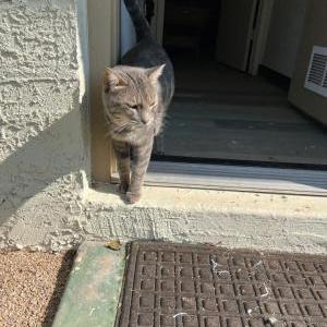 Found Cat Unknown