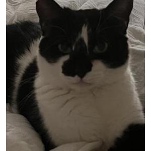 Lost Cat Oreo