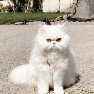 Image of Mimmi, Lost Cat