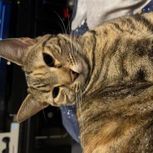 Lost Cat Saris