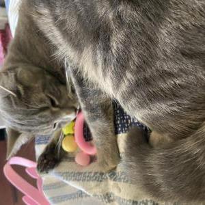 Image of Pablo, Lost Cat