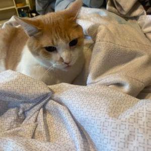 Lost Cat Azula