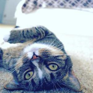 Lost Cat Alfie
