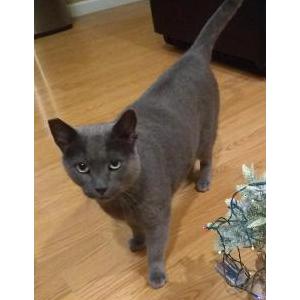 Image of Blue, Lost Cat