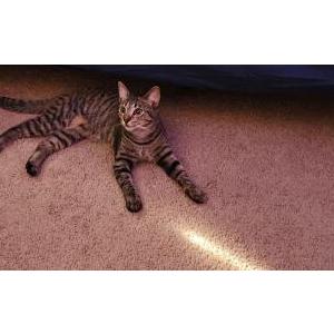 Image of Tiger, Lost Cat