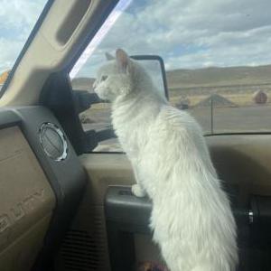 Lost Cat Ghost