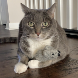 Lost Cat Leo