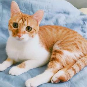 Image of Shiraz, Lost Cat