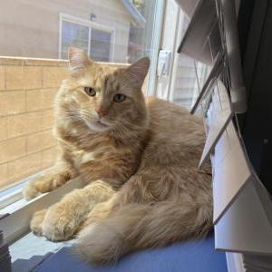 Lost Cat Simba