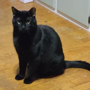 Lost Cat Eli