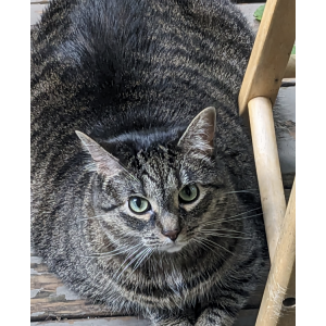 Lost Cat Ellie Mae