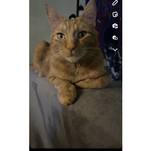 Image of Pumpkin, Lost Cat