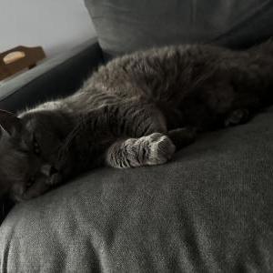 Image of Serj, Lost Cat
