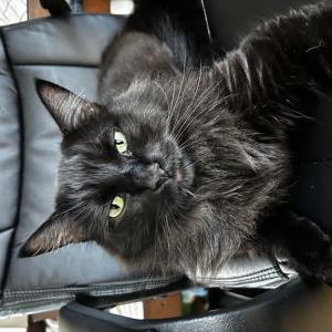 Lost Cat Midnight