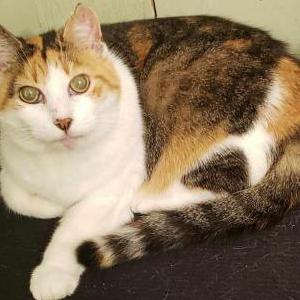 Lost Cat Lizzy