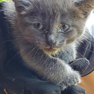 Found Cat kitten