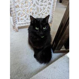 Lost Cat Phoebe