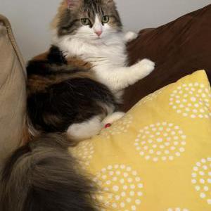Lost Cat Bella