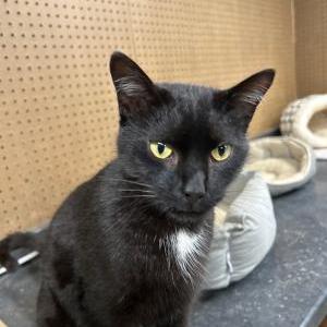 Lost Cat Armand