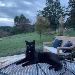 2nd Image of Armand, Lost Cat