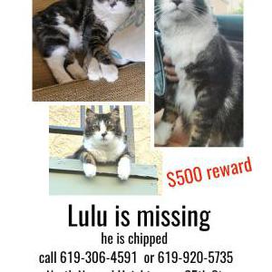 Lost Cat Lulu